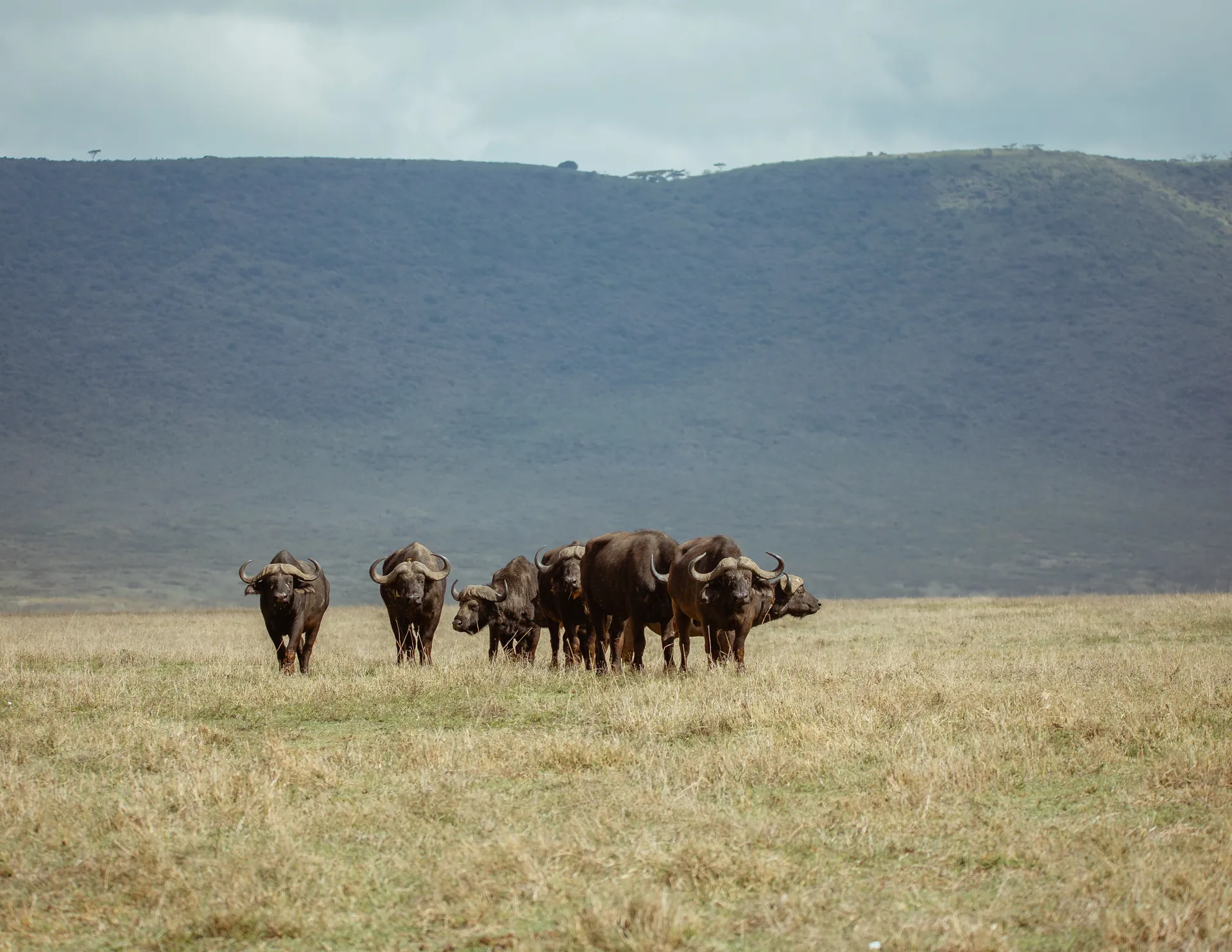 Buffalo on an East African safari plain
